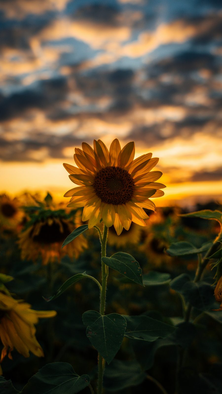 Sonneblom teen ’n aandlug / Sunflower against an evening sky